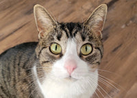 
              Custom Cat or Pet Eye Necklace
            